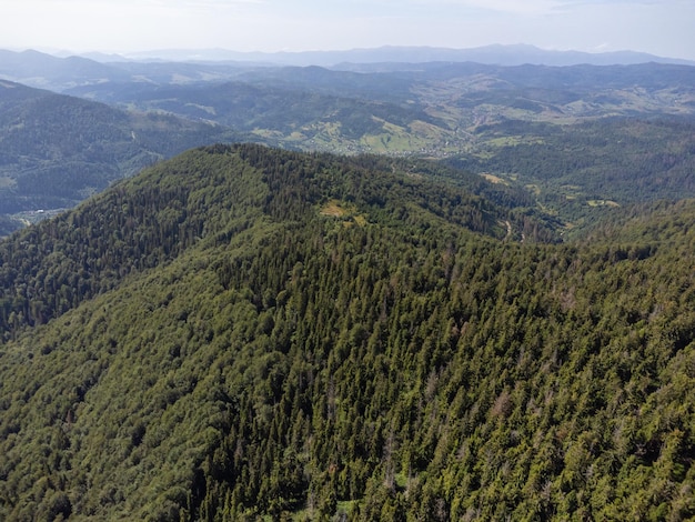 Árvores coníferas na encosta da montanha. Vista aérea do drone.