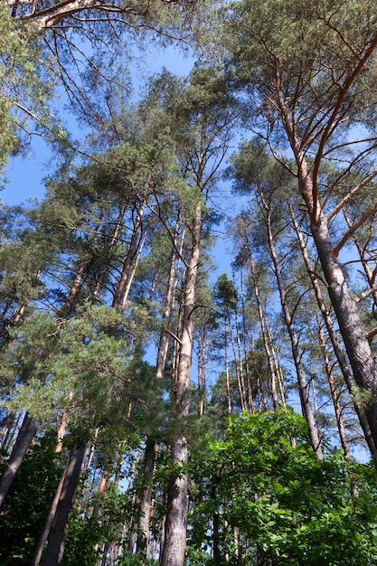 Árvores coníferas no verão, diferentes árvores crescendo em uma floresta mista no verão