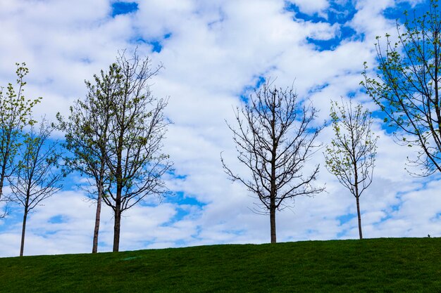 Árvores contra o céu azul. Gramado verde e árvores no parque.