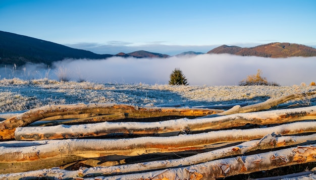 Árvores cortadas usadas para aquecimento de casas ficam no solo congelado em um clima frio em uma manhã gelada