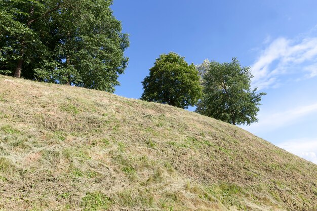 Árvores crescendo em uma colina com folhagem verde