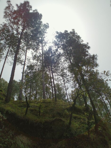 Árvores crescendo na paisagem