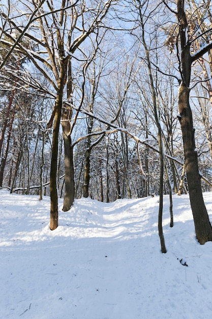 Árvores crescendo no parque cobertas de neve e gelo