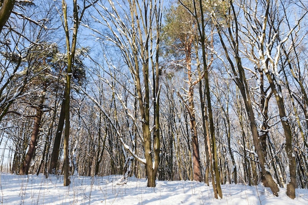 Árvores crescendo no parque cobertas de neve e gelo