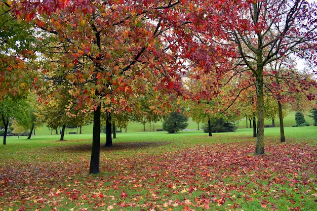 Árvores da espécie Liquidambar styraciflua com folhagem de outono em um parque em Bilbao. País Basco. Espanha