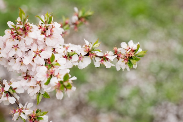 Árvores da flor de cerejeira, natureza e fundo do tempo de mola. Sakura rosa flores