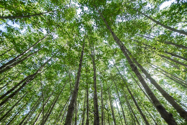 Árvores da floresta com luz solar da natureza