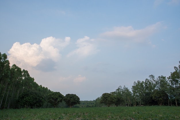 Árvores da floresta de fundo e céu, nuvens