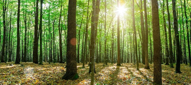 Árvores da floresta de outono. fundos de luz solar de madeira verde da natureza.