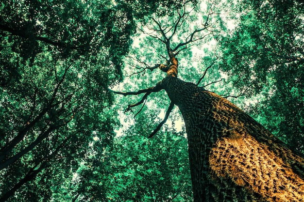 Árvores da floresta de primavera. natureza madeira luz solar