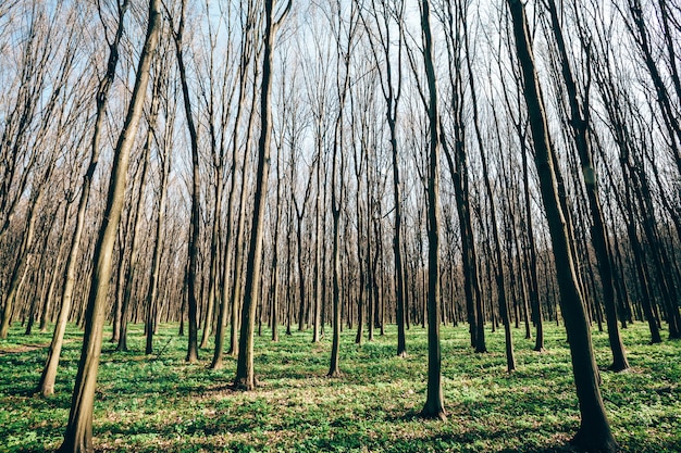 Árvores da floresta de primavera. natureza verde madeira luz solar fundos.