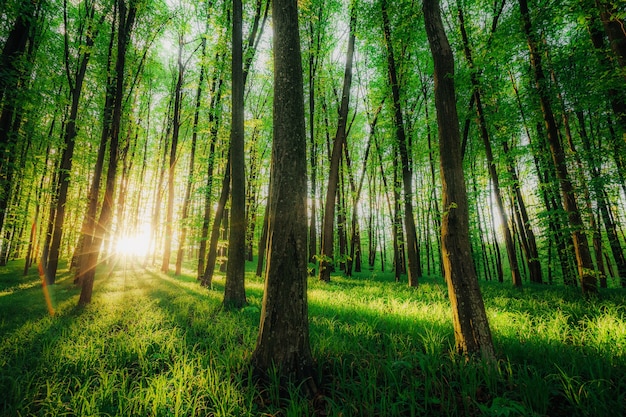 Árvores da floresta de primavera. superfícies de luz solar de madeira verde da natureza.