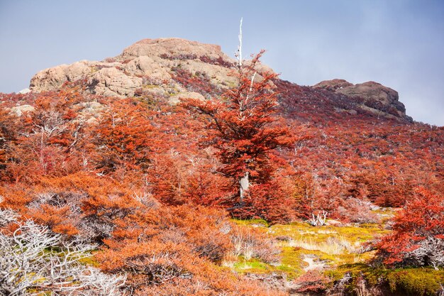 Árvores da floresta dourada perto do Fitz Roy no outono. Fitz Roy é uma montanha localizada perto de El Chalten na Patagônia, na fronteira entre a Argentina e o Chile.