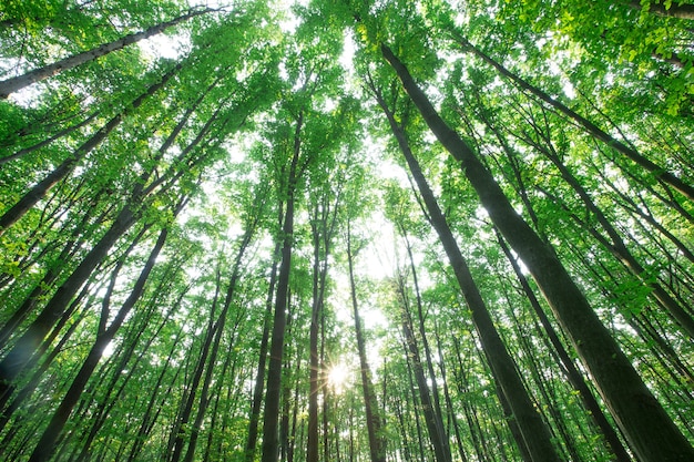 Árvores da floresta. natureza verde madeira luz solar fundos