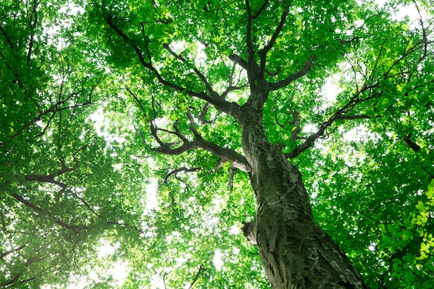 Árvores da floresta. natureza verde madeira luz solar fundos