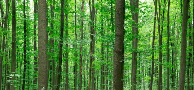 Árvores da floresta. natureza verde madeira luz solar fundos