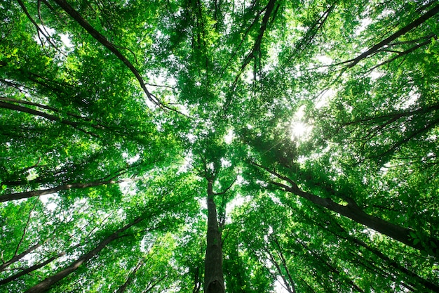 Árvores da floresta. natureza verde madeira luz solar
