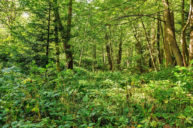 Árvores da floresta. natureza verde madeiras dia ensolarado