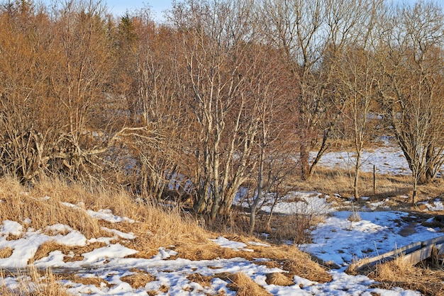 Árvores da floresta sem folhas com neve derretida no início da primavera Paisagem sazonal de rebrota lenta na floresta após o inverno com muitos galhos de árvores secas e manchas de gelo derretido na grama