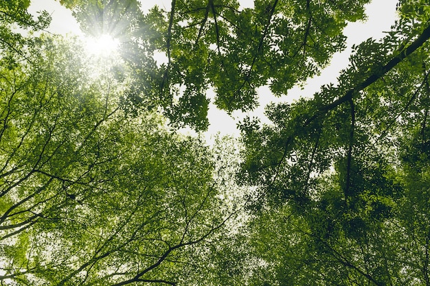 Árvores da floresta verde com fundo de luz solar