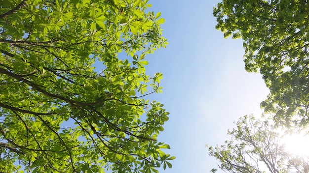 Árvores da floresta verde contra o céu azul e o sol de verão. Tiro de movimento em câmera lenta 4K. Bali, Indonésia.