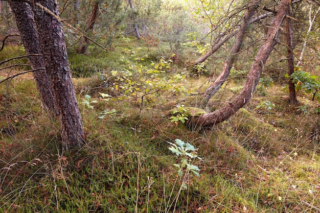 Árvores danificadas em uma floresta após uma tempestade extrema em um dia de inverno Uma paisagem de árvores desenraizadas ao ar livre na natureza com grama verde Madeira na floresta após um furacão ou tornado