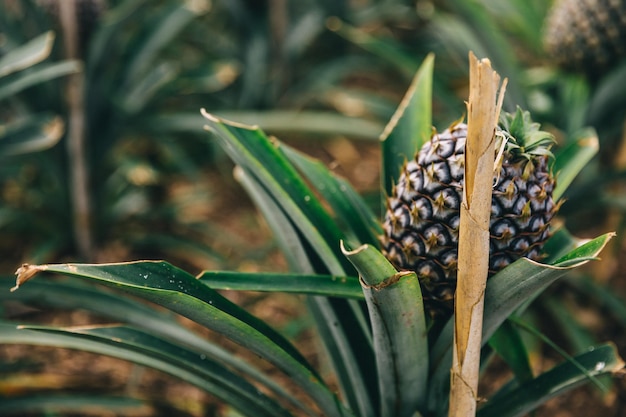 Árvores de abacaxi crescem frutas tropicais em jardins de plantação de abacaxi