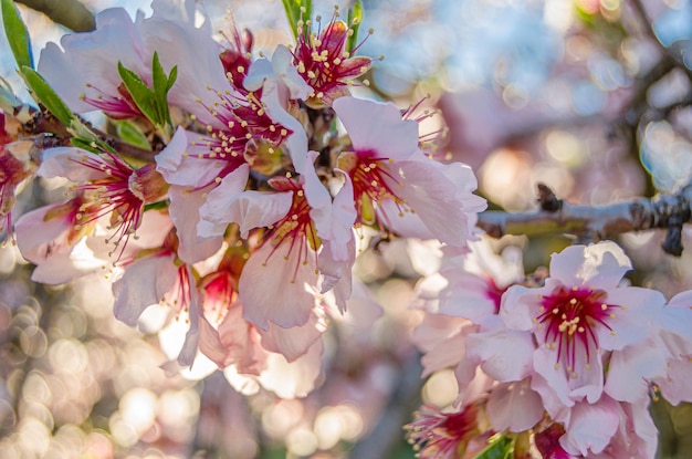 Árvores de amêndoa em flor na primavera