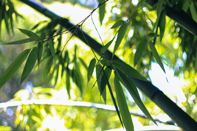 Árvores de bambu em um jardim botânico.