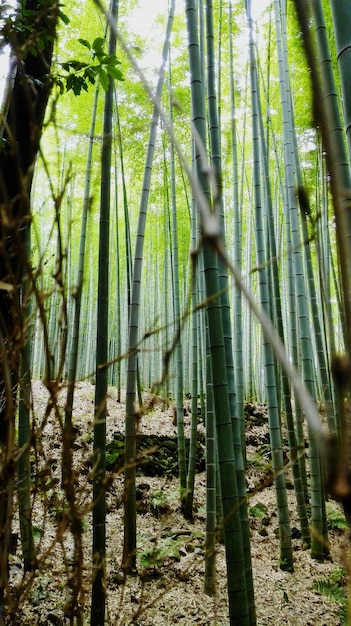 Árvores de bambu na floresta