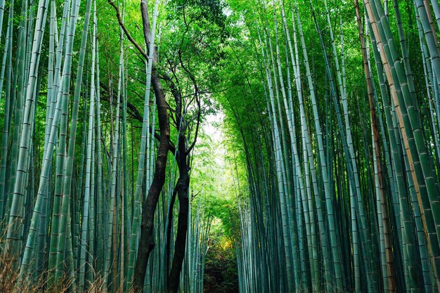 Árvores de bambu na floresta