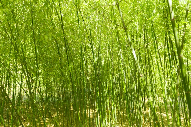 Árvores de bambu