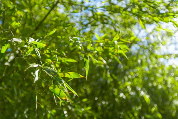 Árvores de bambu