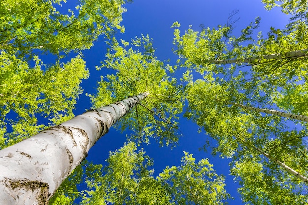 Árvores de bétula com folhas verdes vista de baixo árvore com troncos brancos no bosque