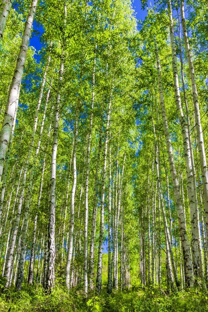 Árvores de bétula com troncos brancos em um bosque em um quadro vertical de dia claro