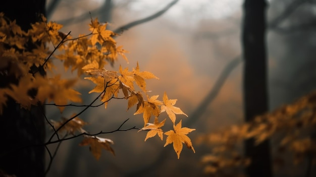 Árvores de bordo dourado em uma floresta enevoada