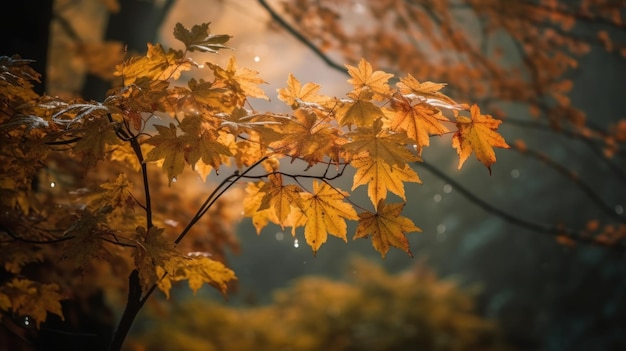 Árvores de bordo dourado em uma floresta enevoada