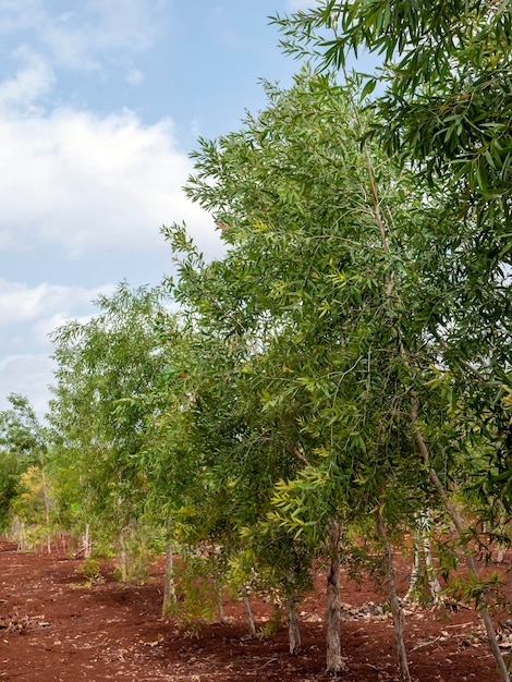 Árvores de Cajuput Melaleuca cajuputi na terra seca na região de Gunung Kidul Yogyakarta Indonésia