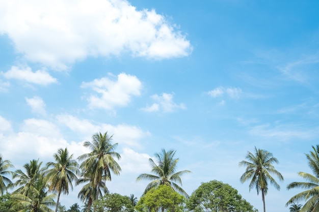 Árvores de coco com céu azul no verão na Tailândia.