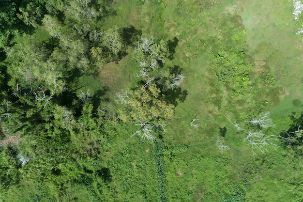 Árvores de crescimento da floresta, natureza verde floresta fundos vista aérea drone tiro