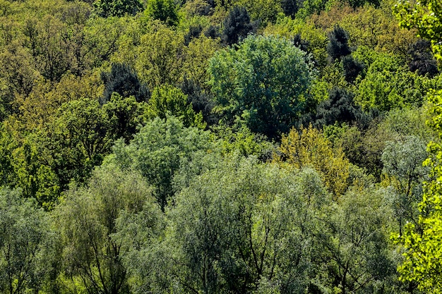 Árvores de crescimento solitário com folhagem verde no período de verão do ano, chega uma manhã ensolarada e fica quente, closeup