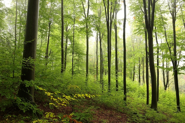 Árvores de faia na floresta de outono em um clima nebuloso e chuvoso