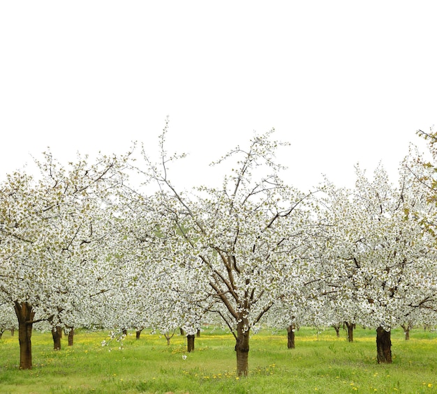 Árvores de flor de cerejeira de primavera em campo verde