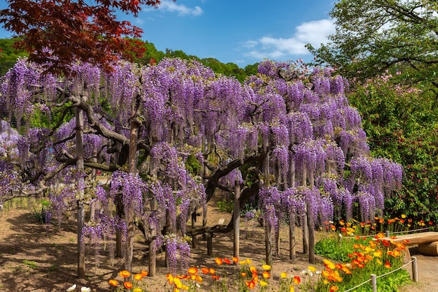 Árvores de flores de glicínias rosa roxas e flores de papoula na primavera