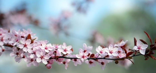 Árvores de florescência da primavera com flores cor de rosa brancas no jardim contra o céu azul Fundo da primavera