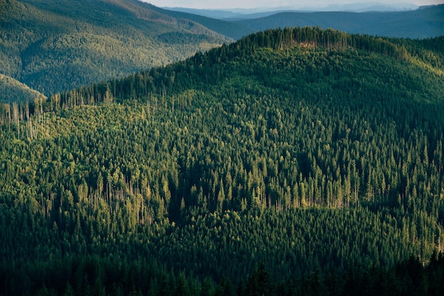 Árvores de floresta de montanha de cenário de paisagem verdejante