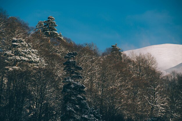 Árvores de fogo Inverno de neve na floresta Paisagem de inverno Árvore de Natal Floresta Montanhas de neve