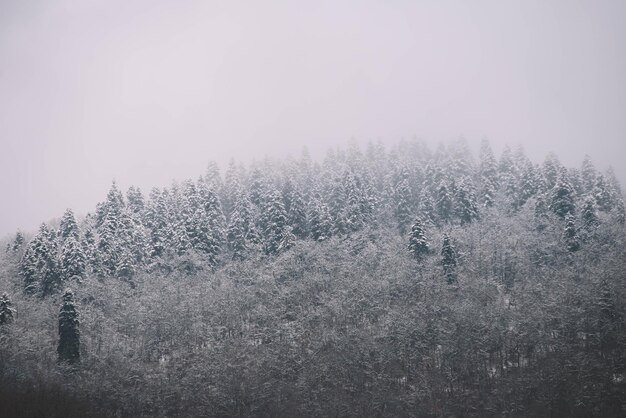 Árvores de fogo Inverno de neve na floresta Paisagem de inverno Árvore de Natal Floresta Montanhas de neve