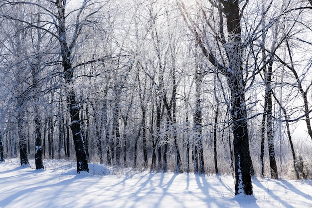 Árvores de folha caduca cobertas de neve no inverno