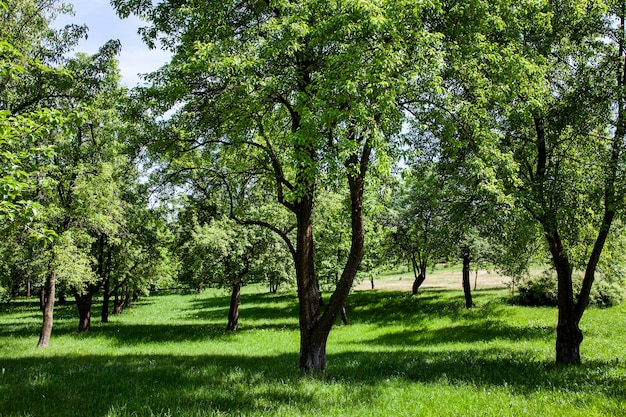 Árvores de folha caduca crescendo no parque no verão